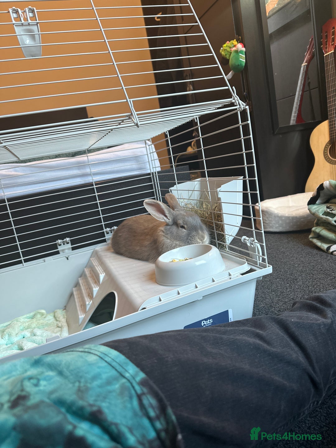 Mixed Breed rabbits for sale: Loafy For Sale! Mixed Between Rex + Dwarf - Advert 4