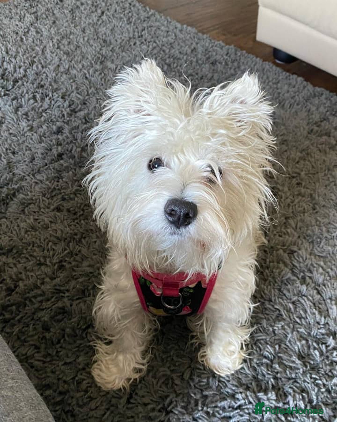 West Highland Terrier dogs for sale: Adorable West Highland Terrier - Advert 2