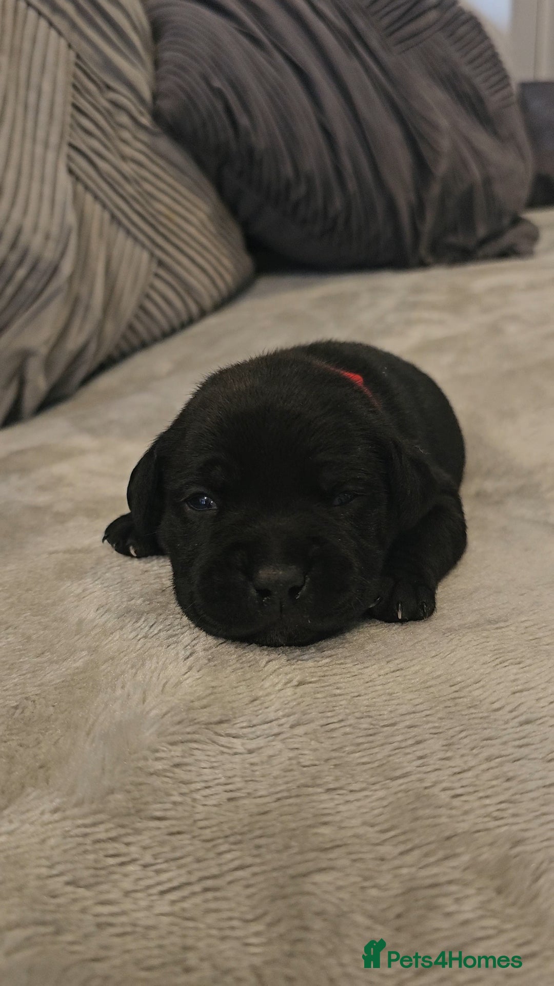 Staffordshire Bull Terrier dogs for sale:  STAFFORDSHIRE BULL TERRIERS PUPS  - Image 15