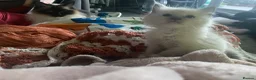 Ragdoll cats for sale: Stunning Ragdoll Kittens  - Advert 7