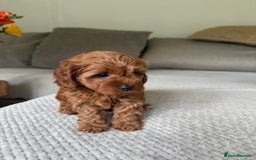 Cavapoo dogs for sale: Beautiful Litter Of F2b Cavapoos - Image 17