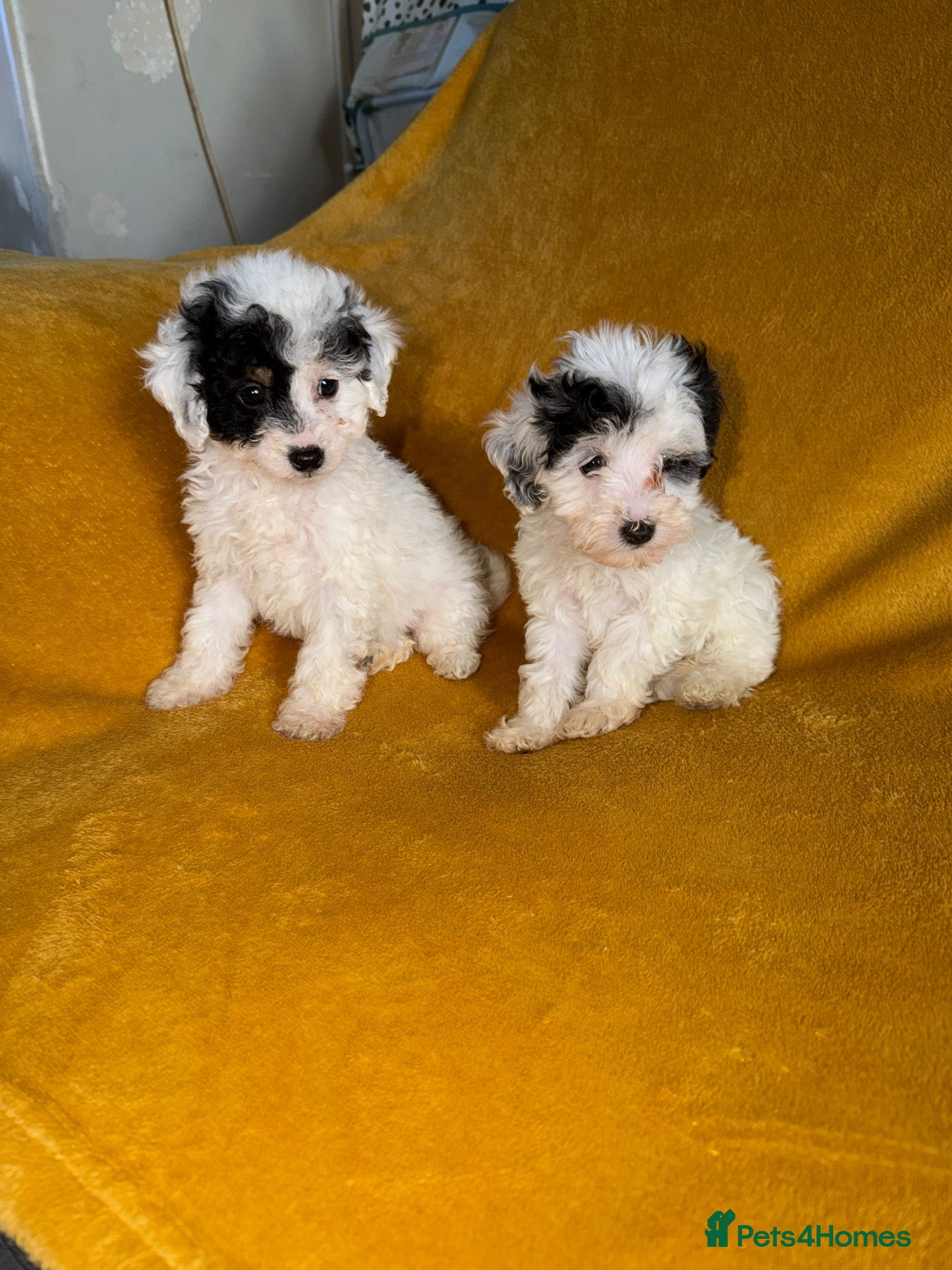 Cavapoo dogs for sale: Beautiful Cavapoo pups sale  - Advert 1