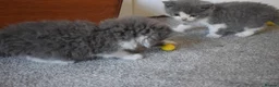 Mixed Breed cats for sale: 5 Beautiful Kittens Looking for Forever Homes - Advert 9
