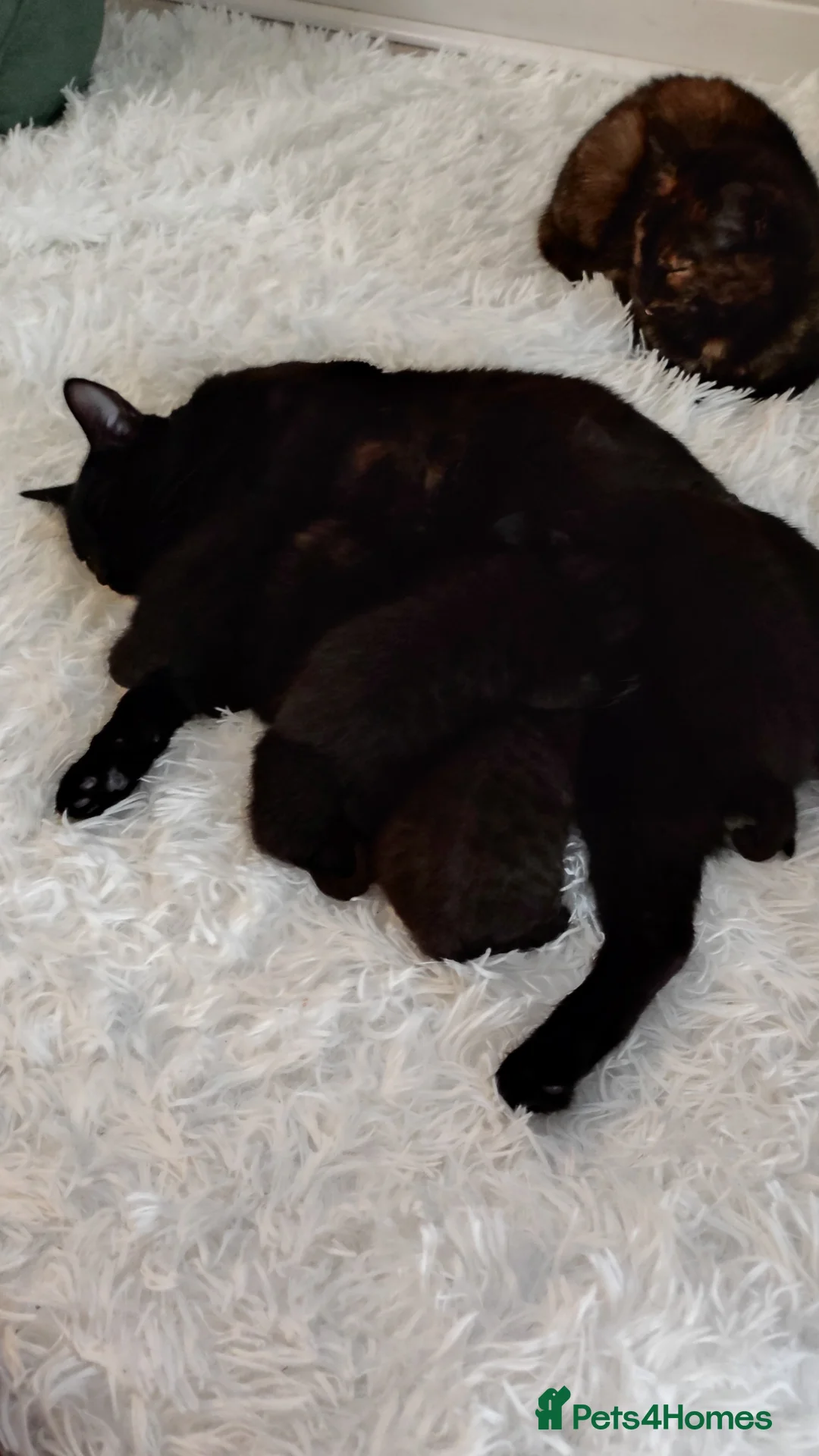 Mixed Breed cats for sale: Black kittens  - Advert 11