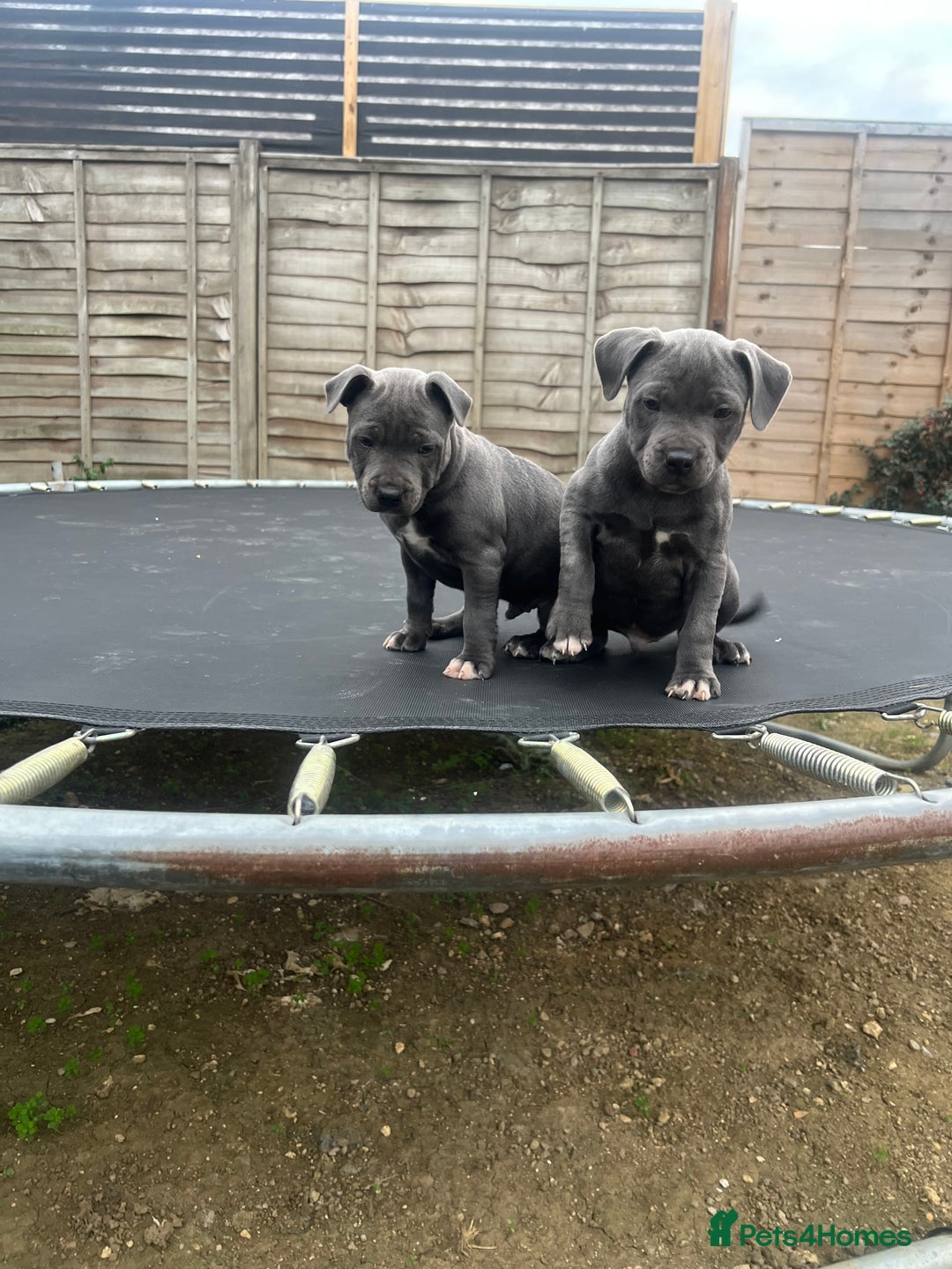 Staffordshire Bull Terrier dogs for sale: READY TO GO 2x BEAUTIFUL BLUE BOYS - Image 5