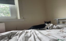 Snowshoe cats for sale: Snowshoe cross kittens for sale - Image 3