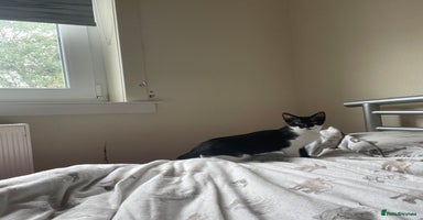 Snowshoe cats - Advert 5