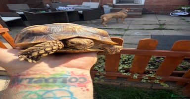 Tortoise reptiles - Advert 11