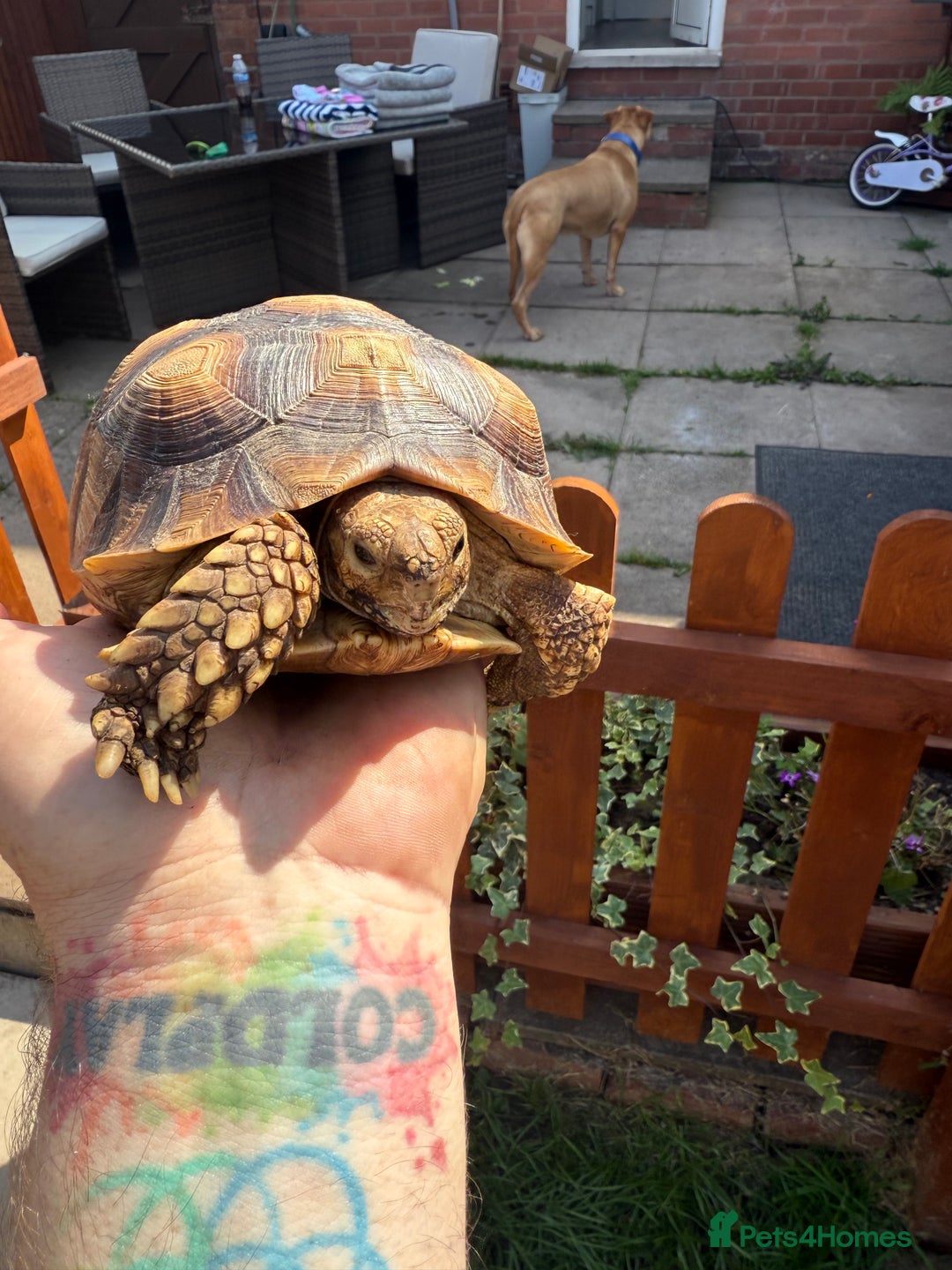 Tortoise reptiles for sale: Sulcata Tortoise 2 year old Female?  - Image 2