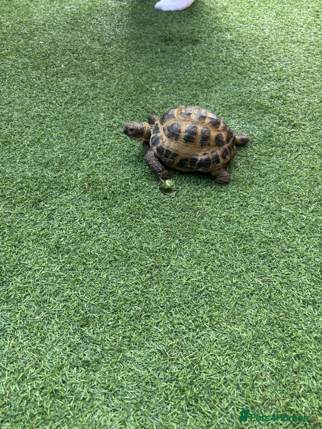 Tortoise reptiles for sale: Male horsfield 35 in Spalding - Advert 3