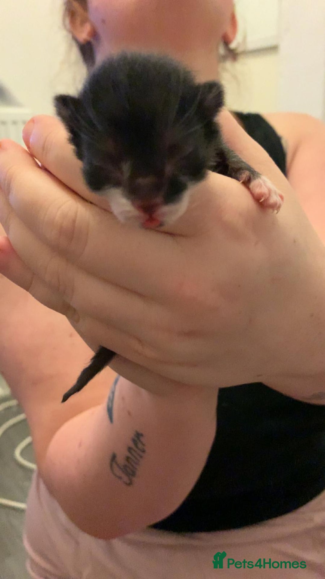 Mixed Breed cats for sale: 3 kittens for sale  - Advert 2