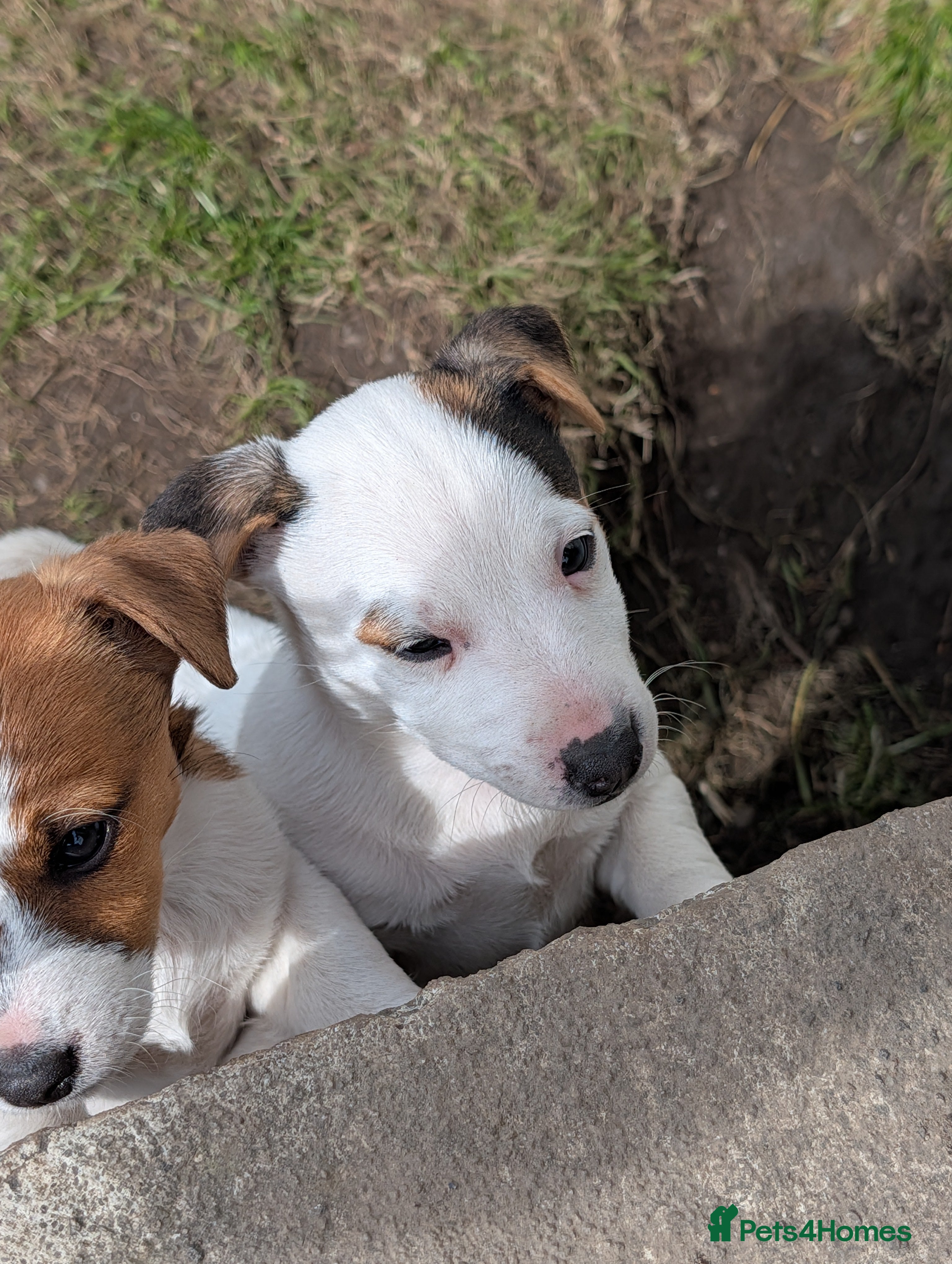 Jack Russell dogs Jack Russel bitch puppy - Advert 1