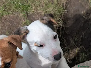 Jack Russell dogs Jack Russel bitch puppy - Advert 1