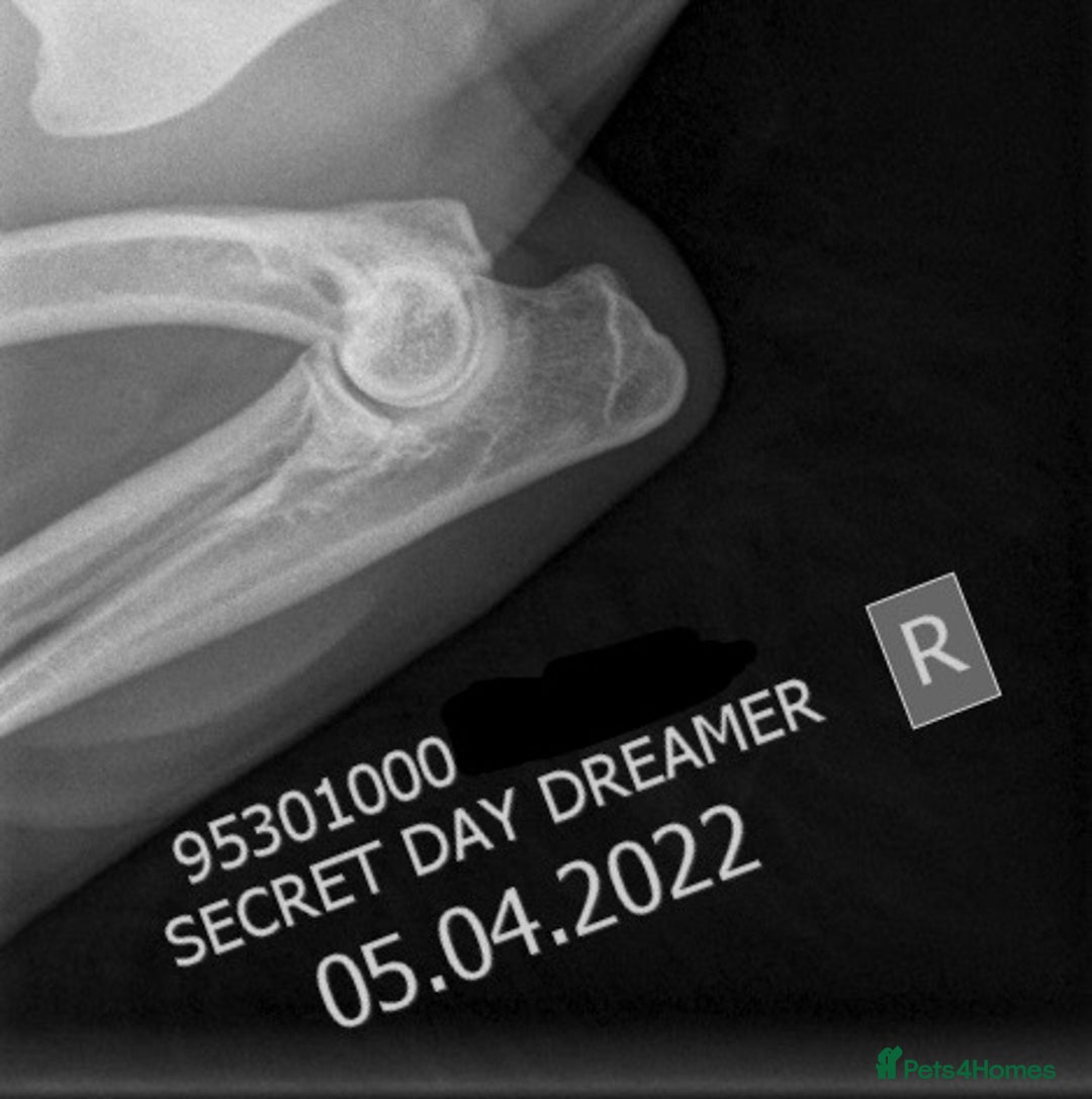 Cocker Spaniel dogs for sale: STUNNING SABLE COCKER BOY  - Advert 7