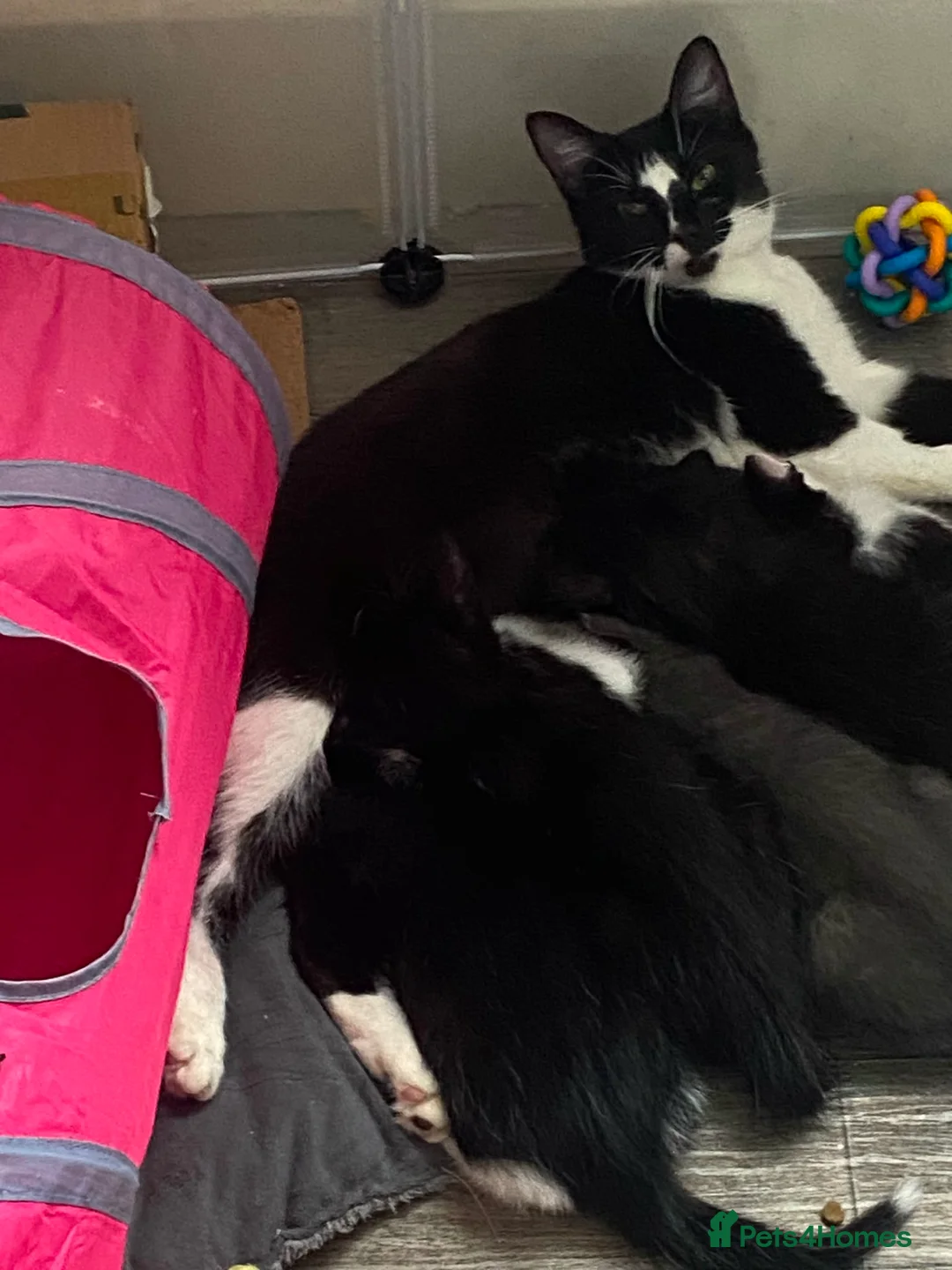 Mixed Breed cats for sale: Loving Homes Wanted for 3 Beautiful Kittens - Advert 2