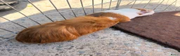 Guinea Pig rodents for sale: 10 week old baby boars  - Advert 7