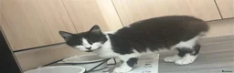 Domestic Shorthair cats for sale: 4 month old female kitten  in Billingham - Advert 5