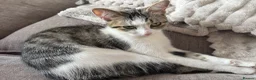 Domestic Shorthair cats for sale: Bonded pair - To be rehomed together  - Advert 3