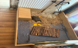 Tortoise reptiles for sale: Tortoise rehome - Image 1