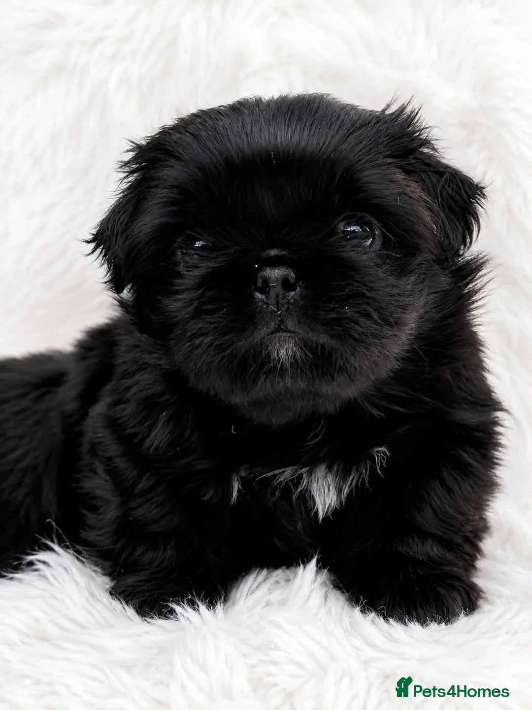 Pekingese dogs for sale: Outstanding Pekingese puppies  - Advert 7