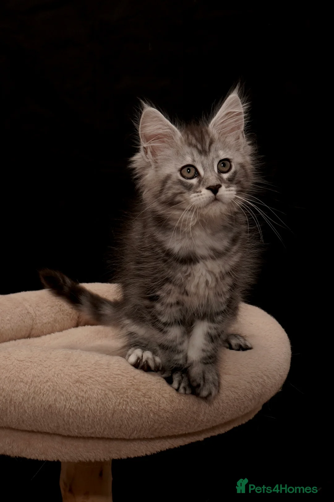 Maine Coon cats for sale: Black Silver classic tabby Mainecoon kittens - Advert 22