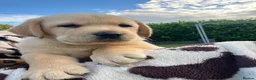 Labrador Retriever dogs for sale: Gorgeous Labrador Puppies For Sale - Advert 2