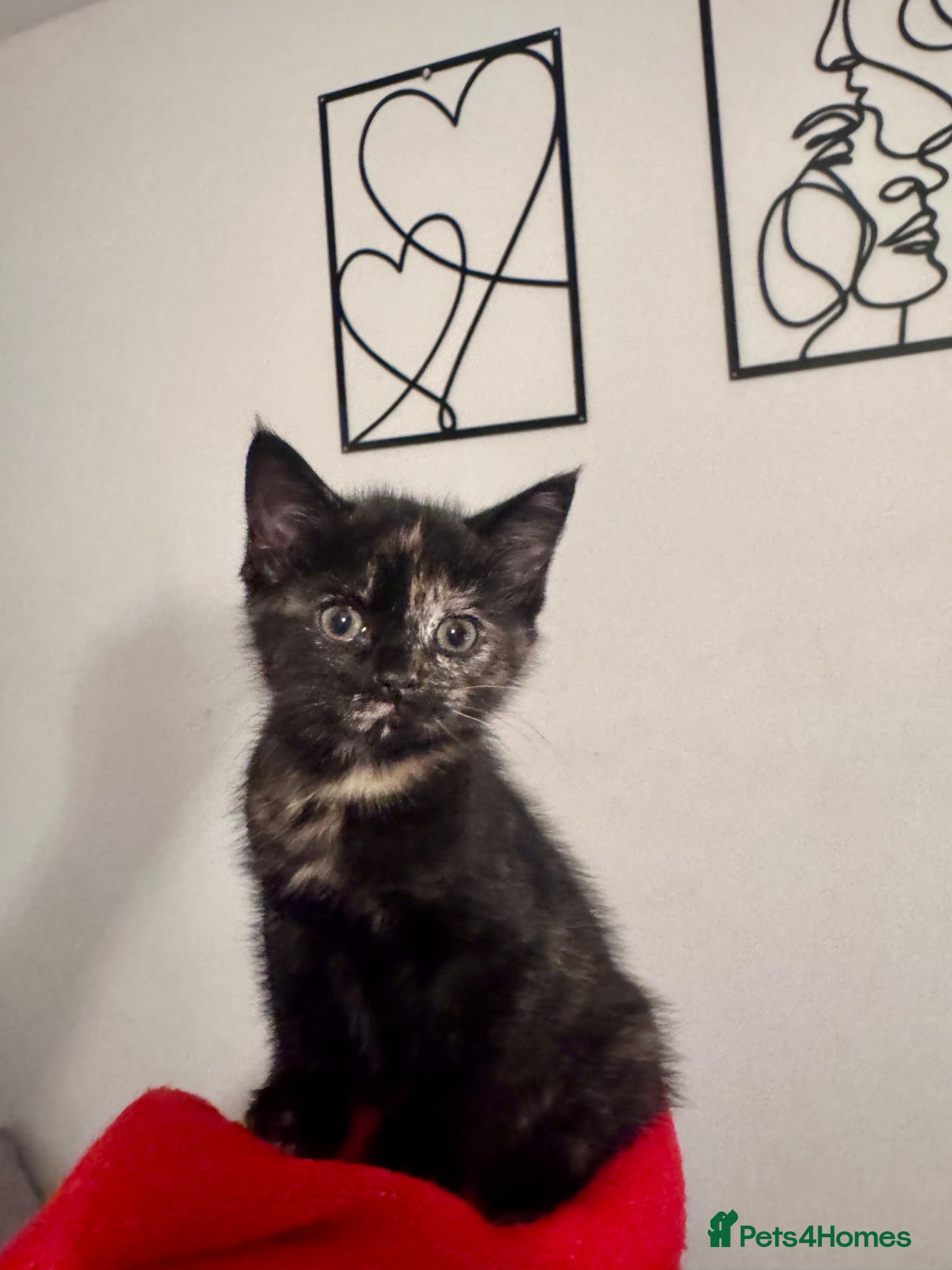 Mixed Breed cats Female kitten for sale  - Advert 1