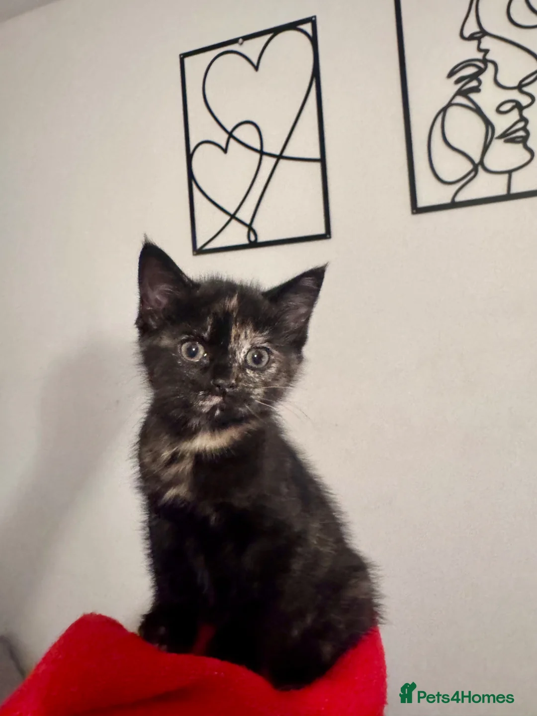 Mixed Breed cats for sale: Female kitten for sale  in Southend-on-Sea - Advert 1