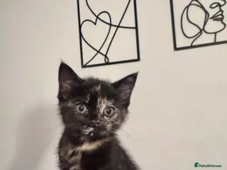 Mixed Breed cats Female kitten for sale - Advert 8