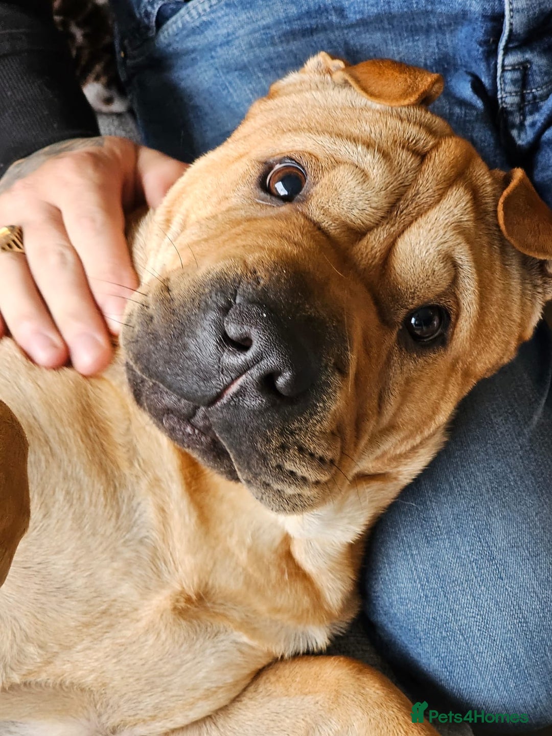 Shar Pei dogs for sale: Chase The Sharpei  - Advert 8