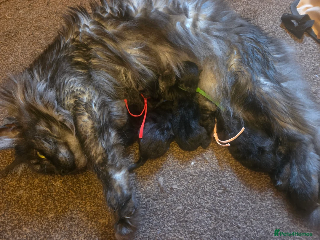 Maine Coon cats for sale: Tica reg Mainecoon kittens 1 boy left - Advert 17