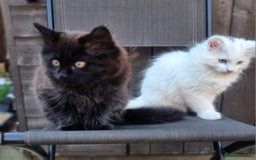 Mixed Breed cats for sale: Cute kittens - Image 23