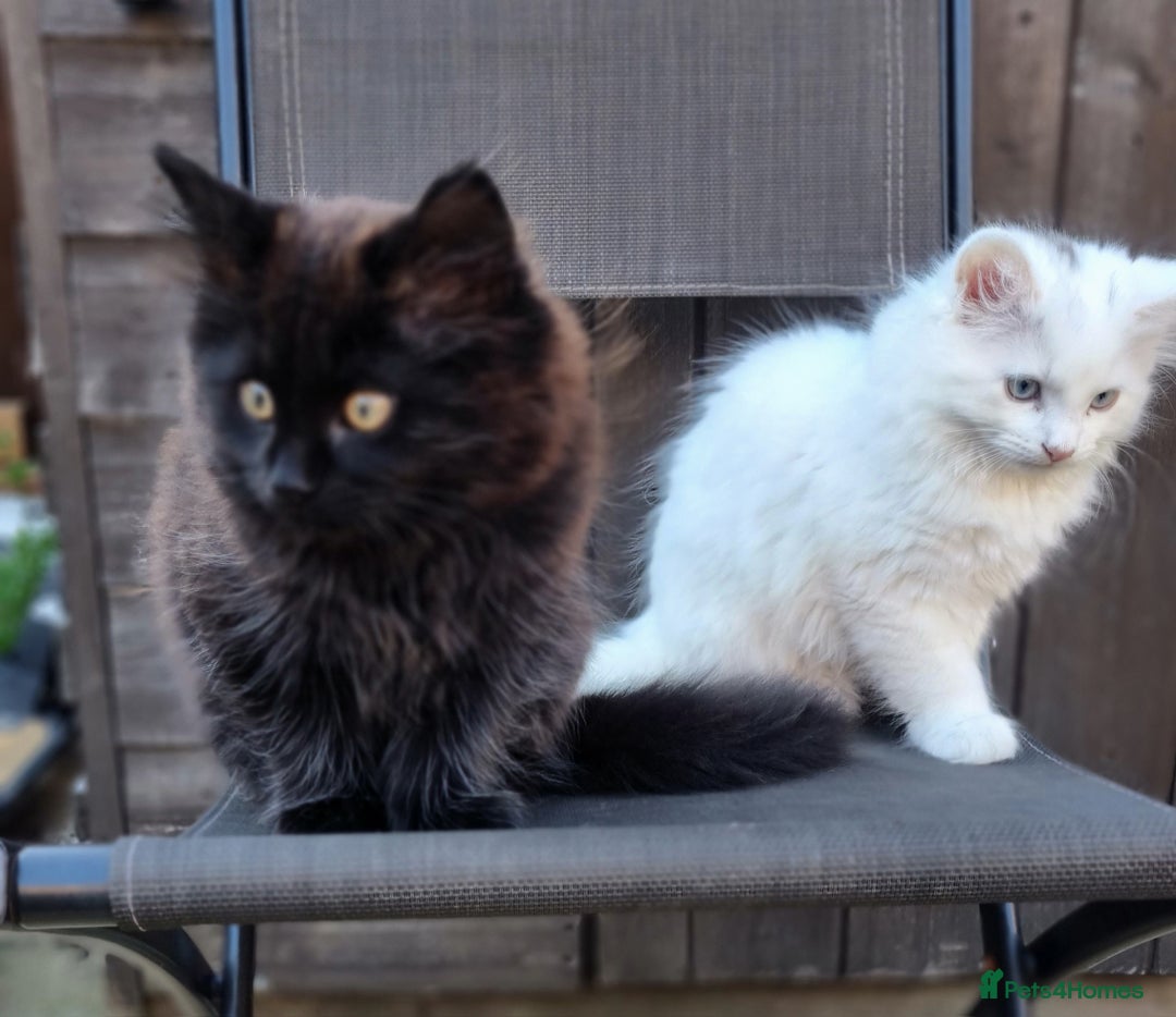 Mixed Breed cats for sale: Cute kittens - Image 23