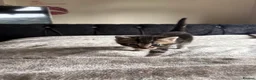 Domestic Shorthair cats for sale: 6 Curious Loving Domestic Shorthair Kittens - Advert 9