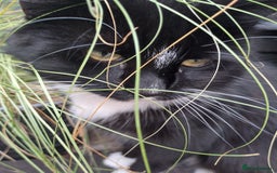 Mixed Breed cats for sale: Maine coon cross - Advert 2