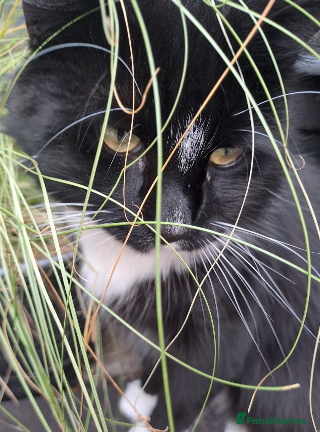 Mixed Breed cats for sale: Maine coon cross - Advert 2