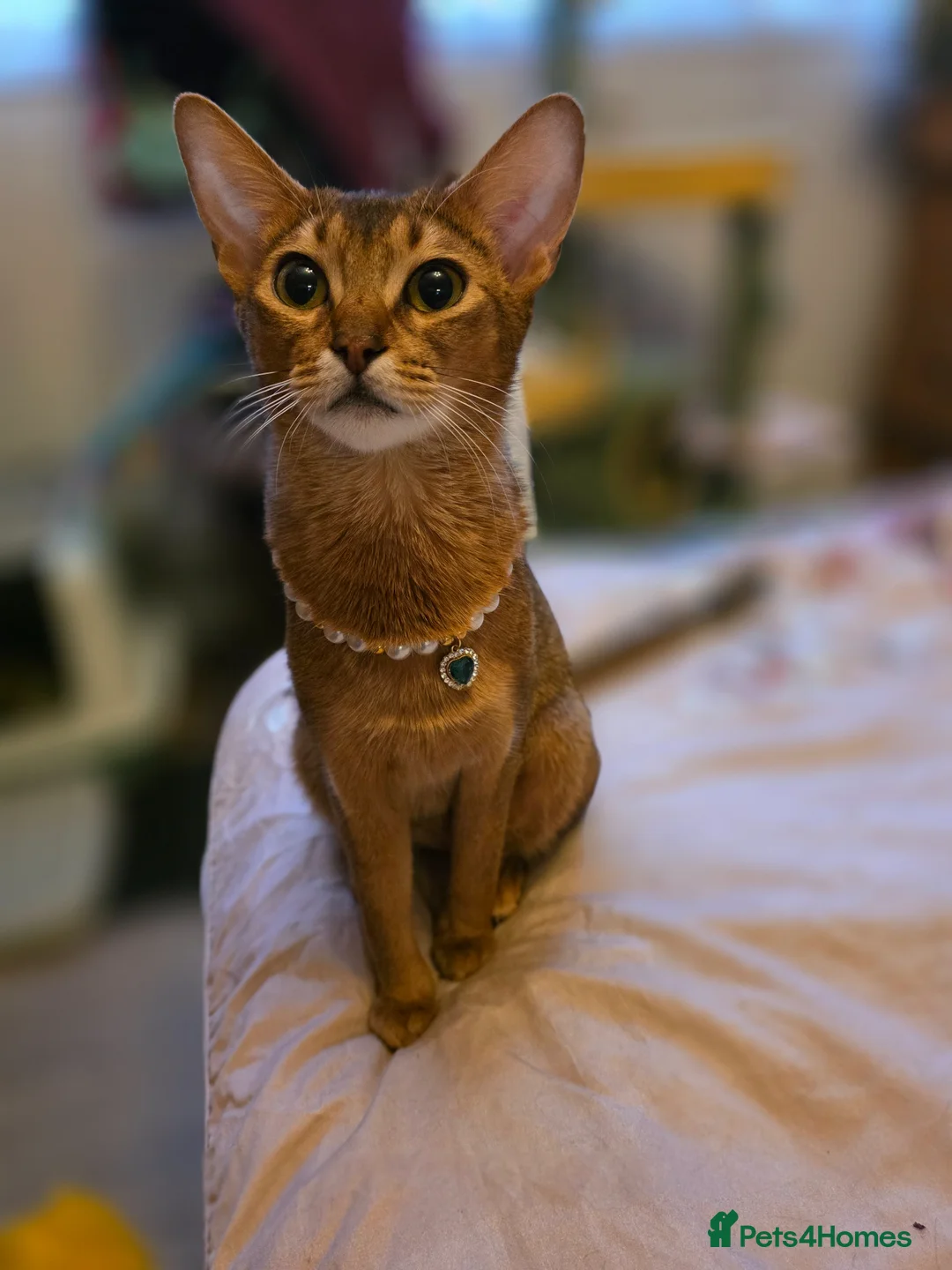 Abyssinian cats for sale: Beautiful Aby kitten  - Advert 2