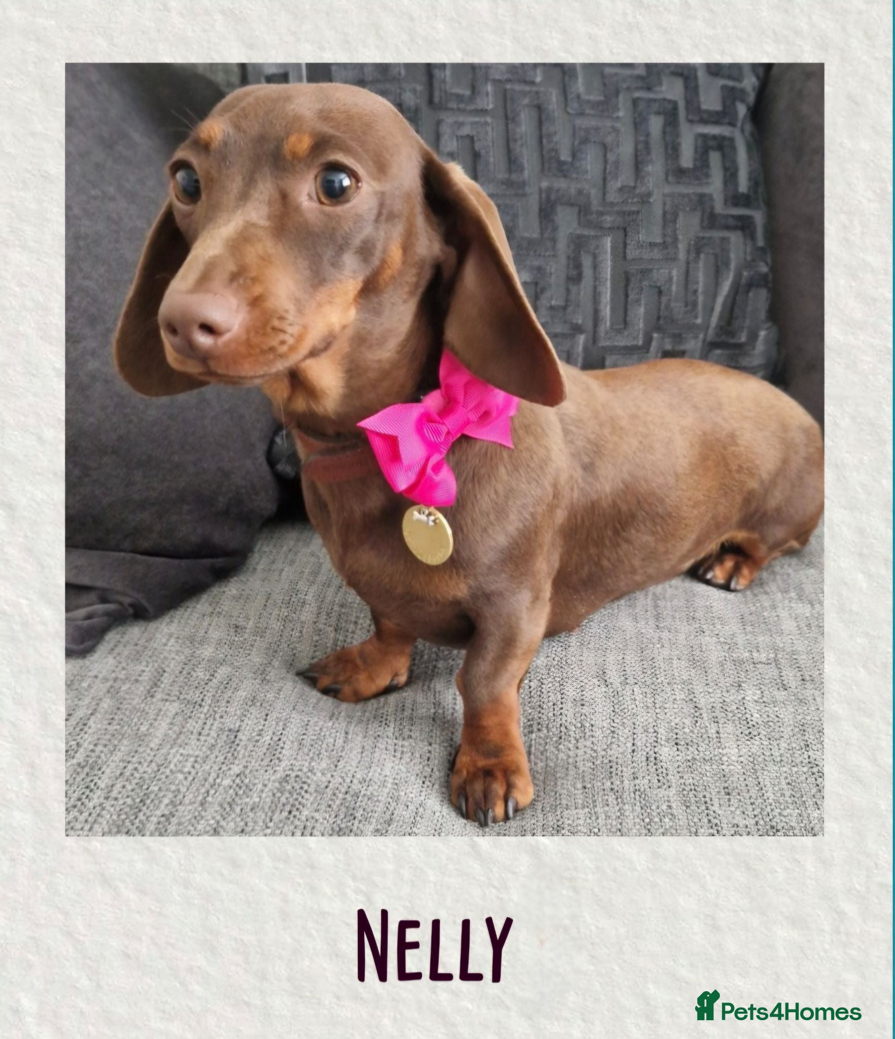 Miniature Dachshund dogs *KC Reg Miniature Dachshund Puppies available * - Advert 2