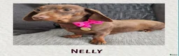 Miniature Dachshund dogs for sale: *KC Reg Miniature Dachshund Puppies available * - Advert 2