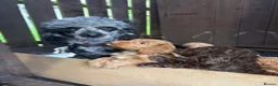 Cockapoo dogs for sale: 2 LEFT Beautiful health tested cockapoo puppies - Advert 8
