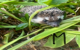 Pygmy Hedgehog rodents for sale: Stunning girls & unrelated boy ready now  - Image 8