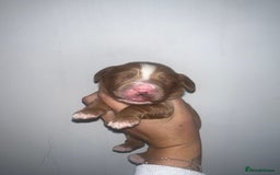 Cockapoo dogs for sale: 🐾 F1 Cockapoo Puppies 🐾 - Image 1