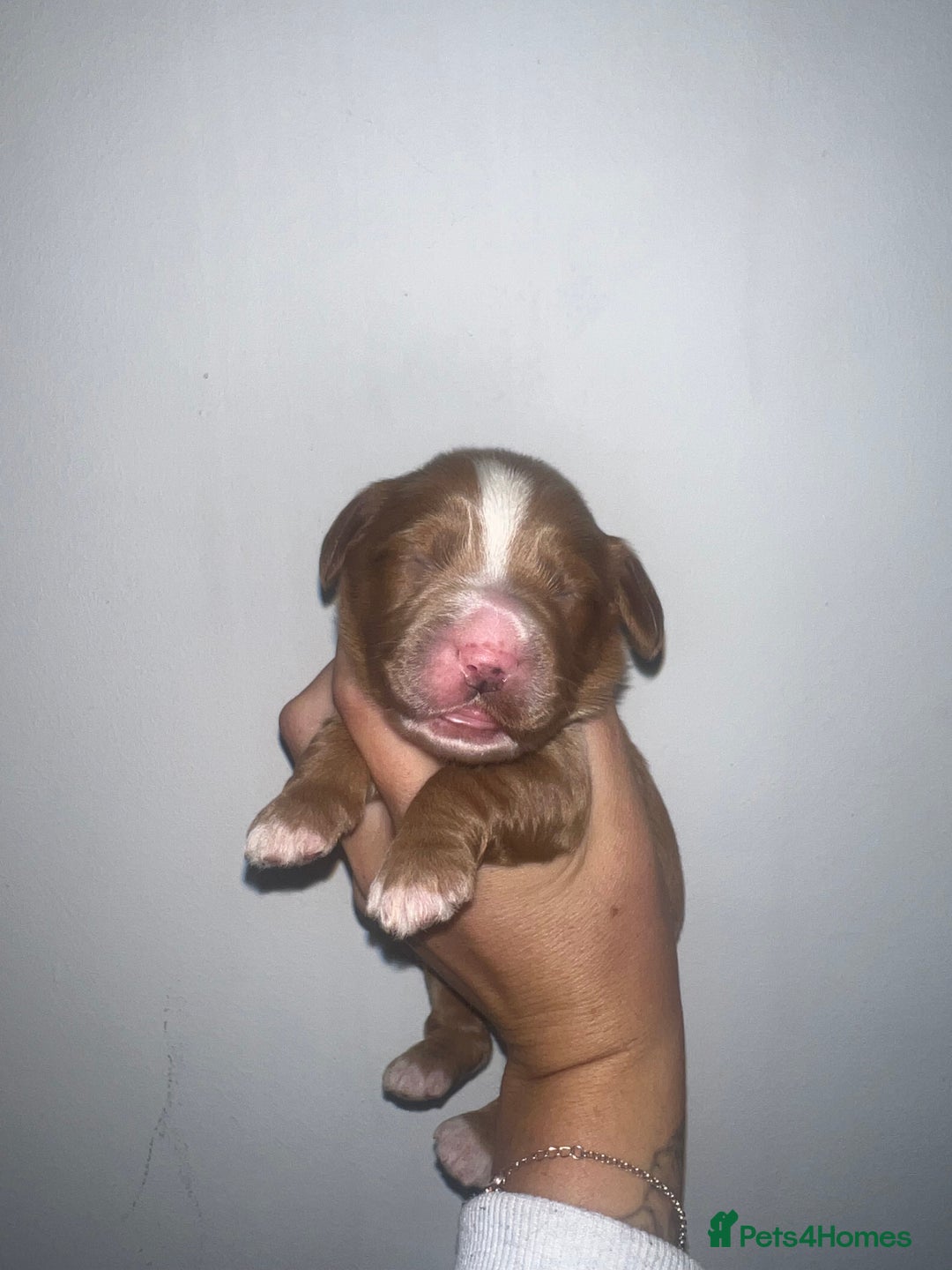 Cockapoo dogs for sale: 🐾 F1 Cockapoo Puppies 🐾 - Image 1