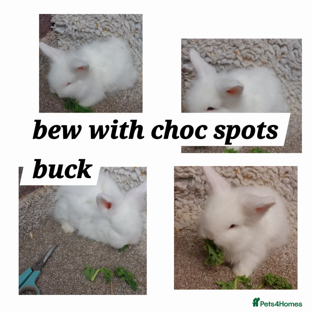 Mini Lop rabbits for sale: baby loinheads ready to reserve  - Advert 2