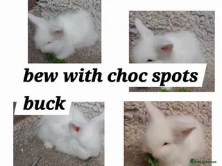 Mini Lop rabbits baby loinheads ready to reserve - Advert 19