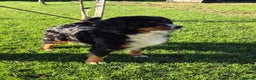 Bernese Mountain Dog dogs for sale: Female Bernese Mountain Dog - Advert 2