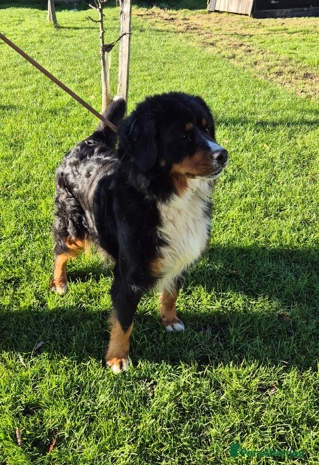 Bernese Mountain Dog dogs for sale: Female Bernese Mountain Dog - Advert 2