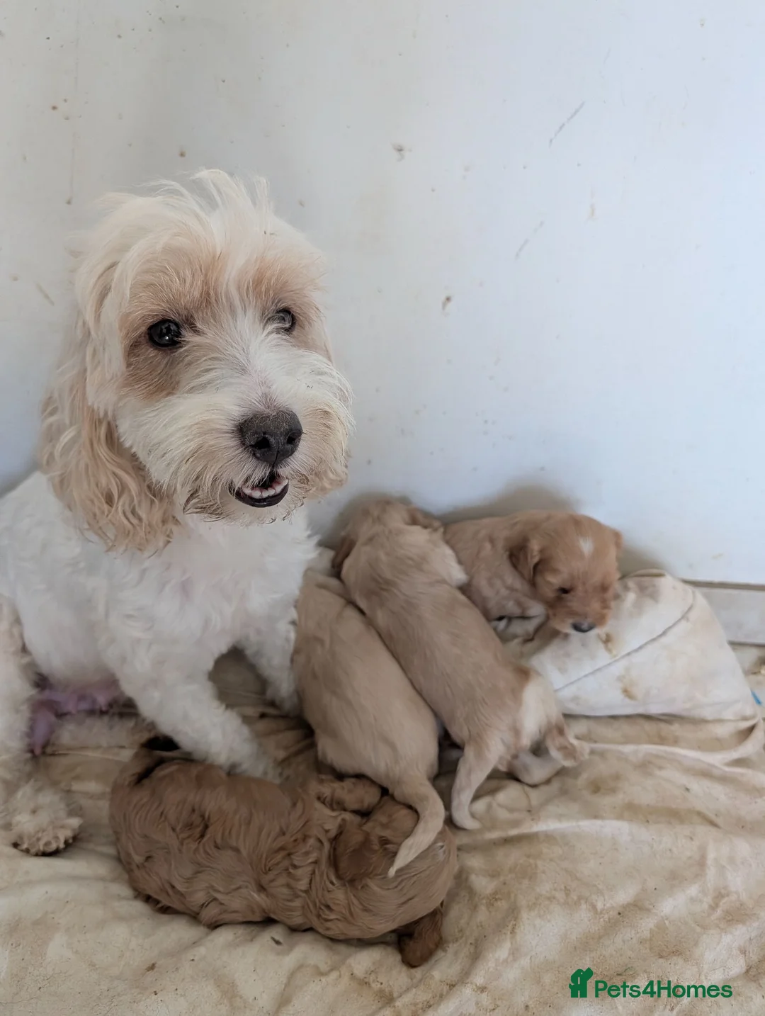 Cockapoo dogs for sale: Apricot and cream cockapoo boys available  - Advert 11
