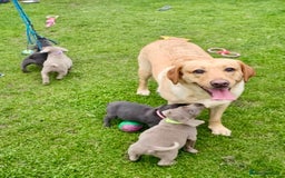Labrador Retriever dogs for sale: Beautiful Silver Labrador pups  - Image 7