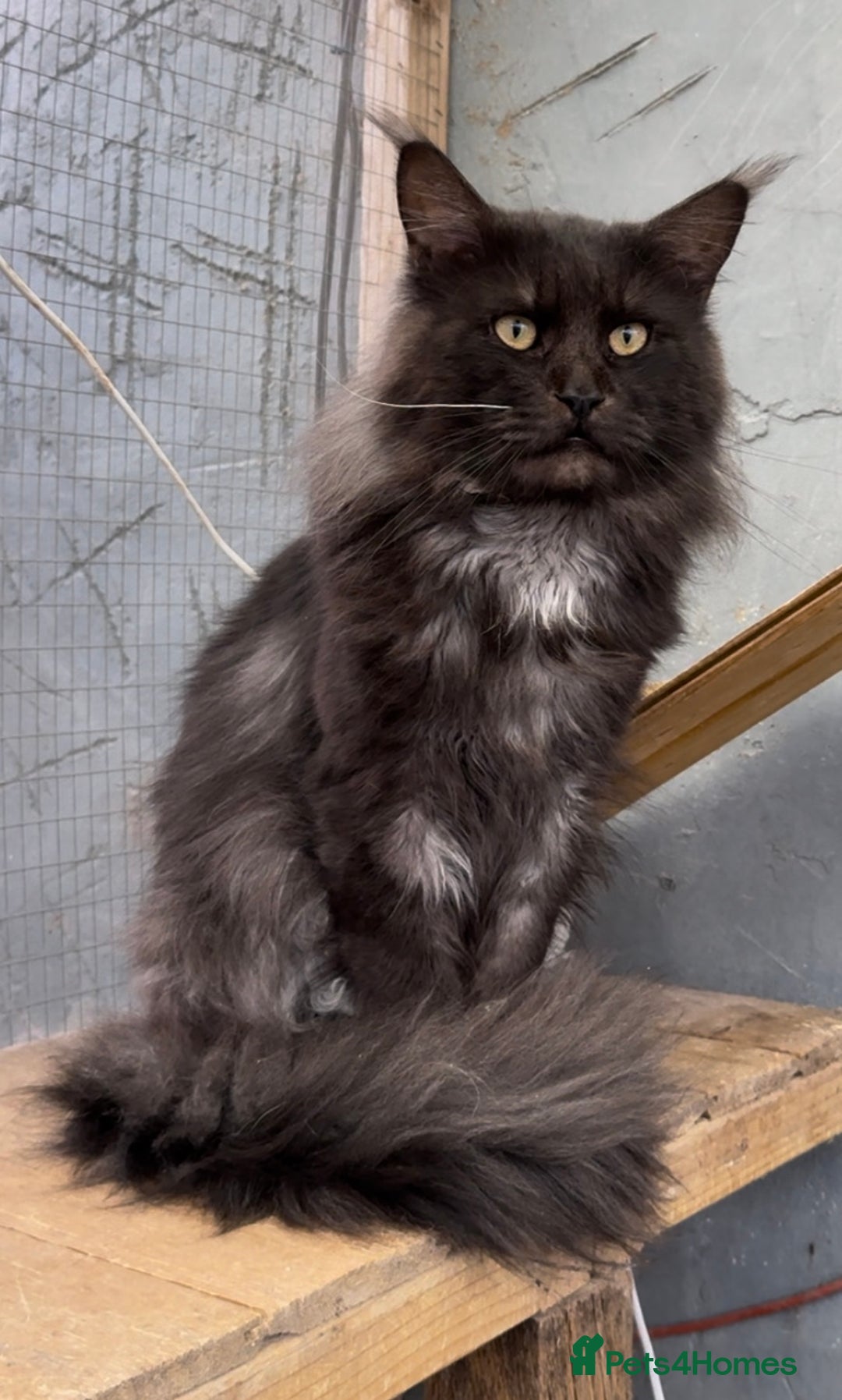 Maine Coon cats for sale: XL black smoke maine coon female Russia bloodlines - Image 7